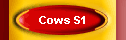 Cows S1